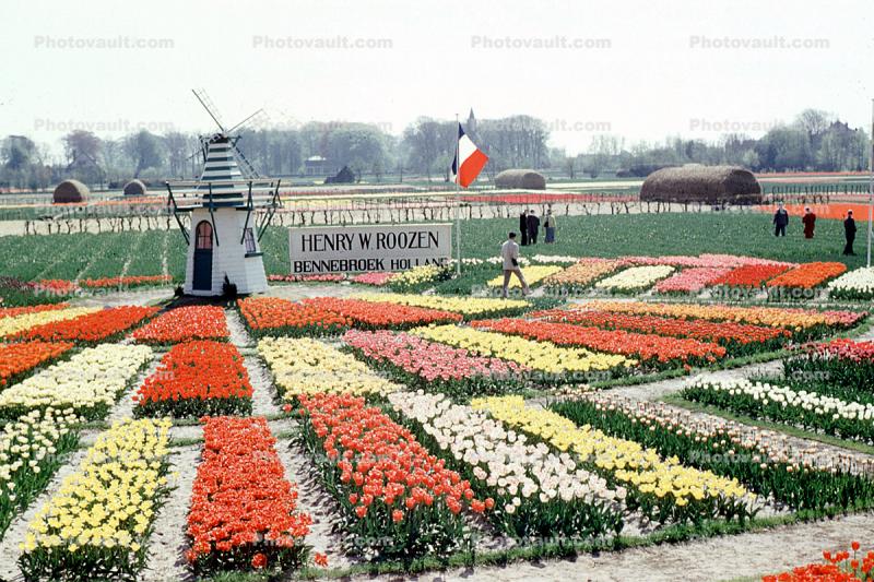 Henry W' Roozen, Gardens, Flowers, Windmill, Tulips