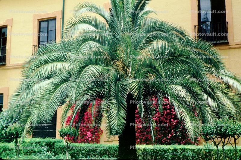 Palm Tree, Seville