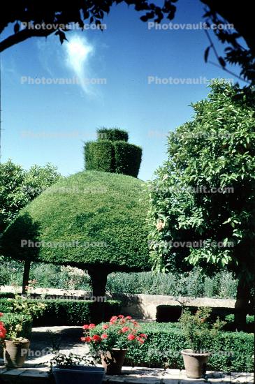 Garden, manicured tree, Alhambra