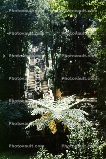 the park of the Bussaco Palace, ferns, plants, garden
