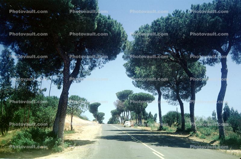 Tree lined road, tree-lined street