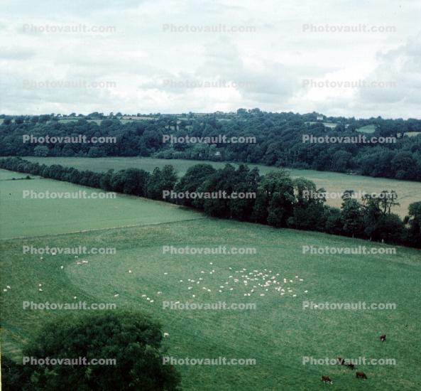 Sheep, fields, meadow, from Blarney Castle