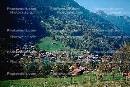 Valley, village, mountains, cows, forest, Switzerland, 1950s