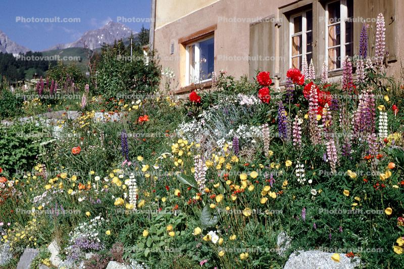 Garden, Flowers, Saint Moritz, Switzerland