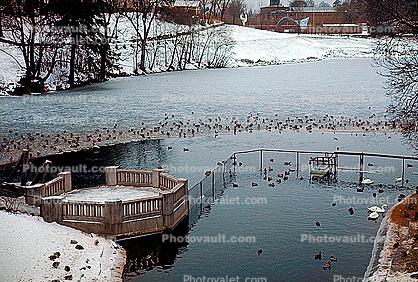 Pond, Water, Ducks, Frogner Park, Oslo
