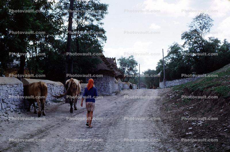 Ox and a Dirt Road, August 1986