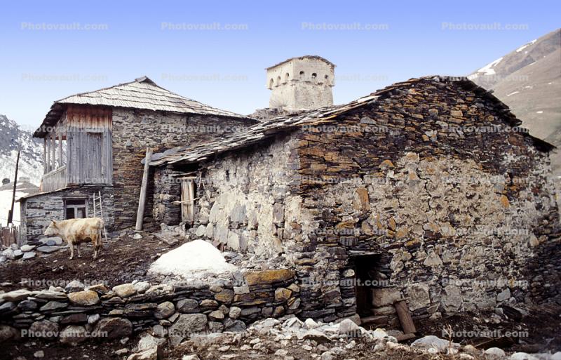 Cow, Homes, Houses, Buildings, Village, Town, Svaneti, Caucasus Mountains