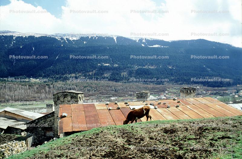 Cow, Home, House, Building, Village, Town, Svaneti, Caucasus Mountains