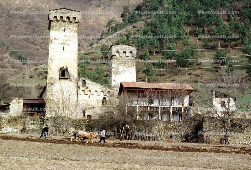 Church, Cathedral, River, cows, Buildings, Village, Town, Svaneti, Caucasus Mountains
