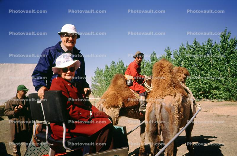 Camels, double hump, tourist
