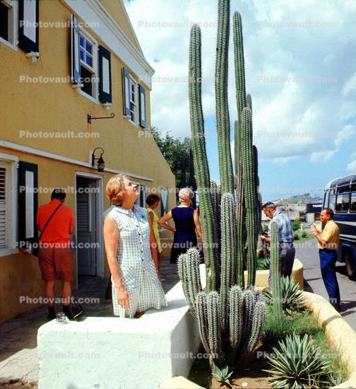 Woman looking up High, Cactus Garden, bus, Curacao, Willemstad
