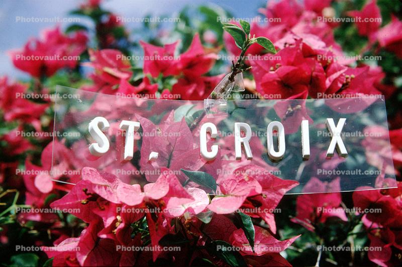 Saint Croix Title, bougainvillea flowers