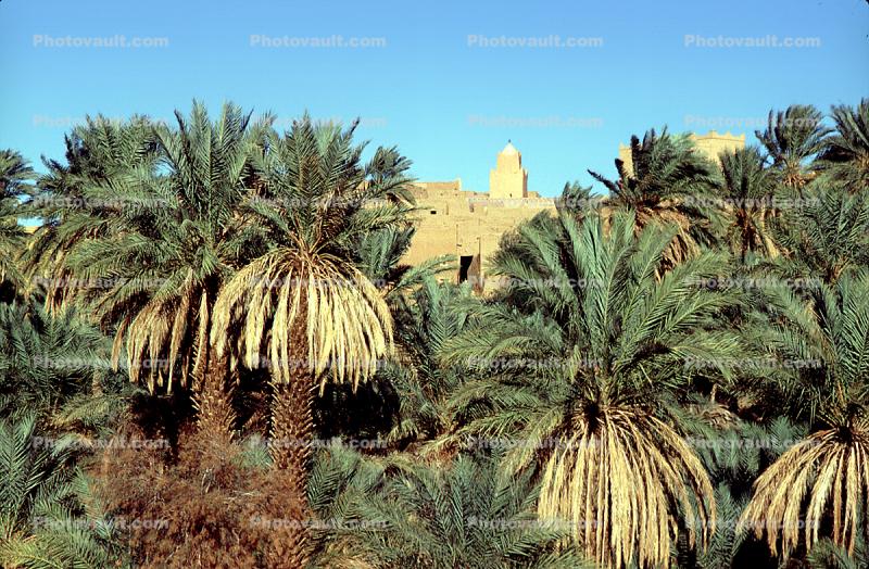 Village, Palm Trees, Saharah Desert