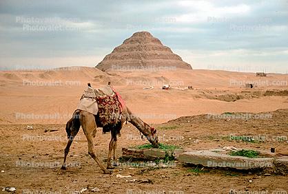 Camel Eating, Pyramid of Djoser, Saqqara necropolis, The Step Pyramid of Zozer, 1950s