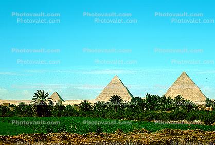 Pyramid, Giza, palm trees