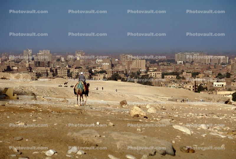 Camel, Cityscape, Buildings, skyline, Cairo