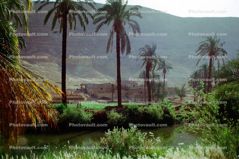 Nile River Valley, Palm Trees