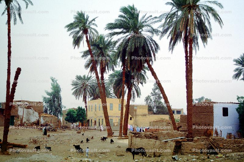 Buildings, Homes, Animals, Palm Trees