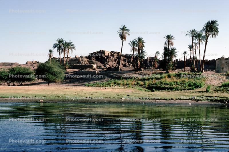 Nile River, Palm trees