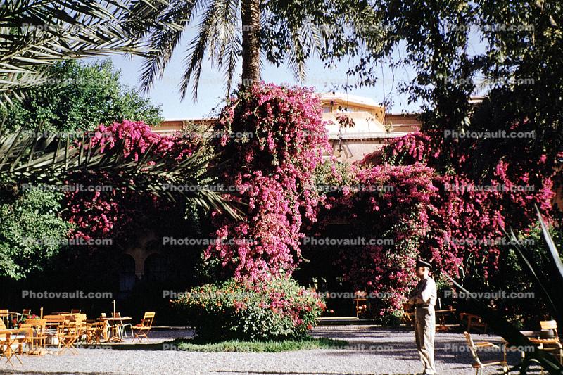 Bougainvillea Flowers and Plants, Marrakech, 1952, 1950s