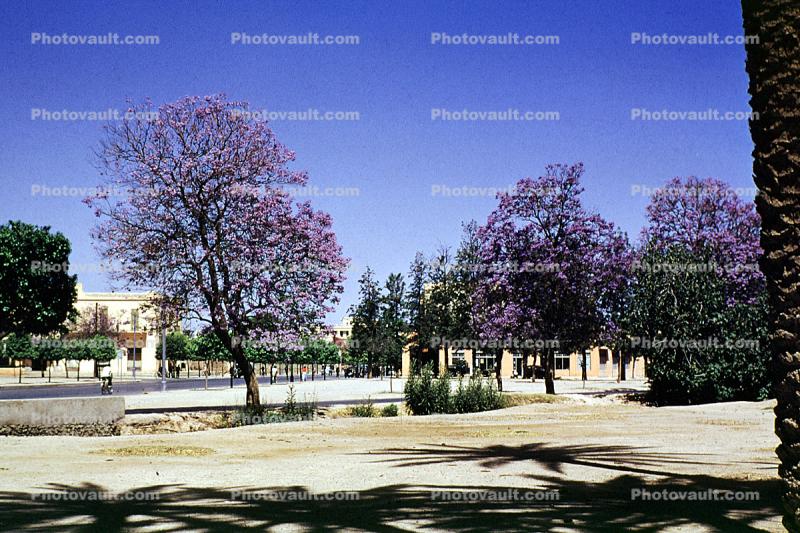Trees, Park, Marrakech, 1952, 1950s