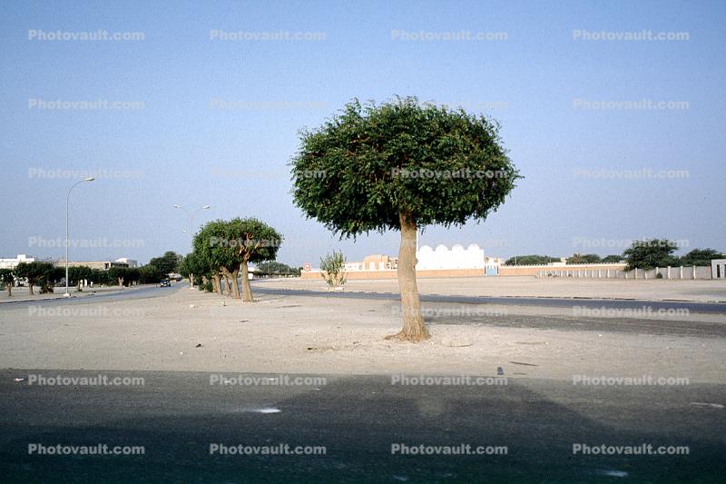 Tree Standing on the Side of Road