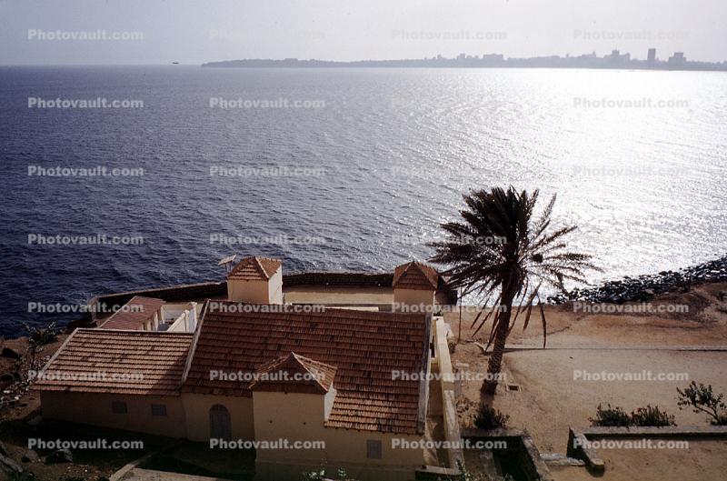 Palm Tree, Building, Dakar Skyline