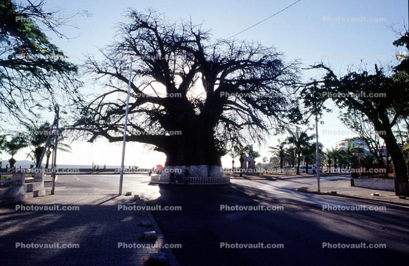 Baobab Tree, curly, twisted, cars, road, shadow, Adansonia