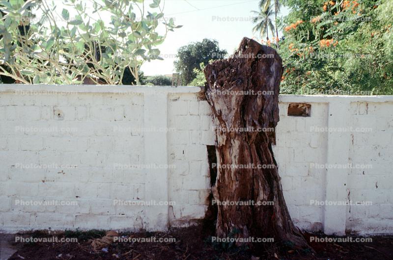 Wall, Tree Stump