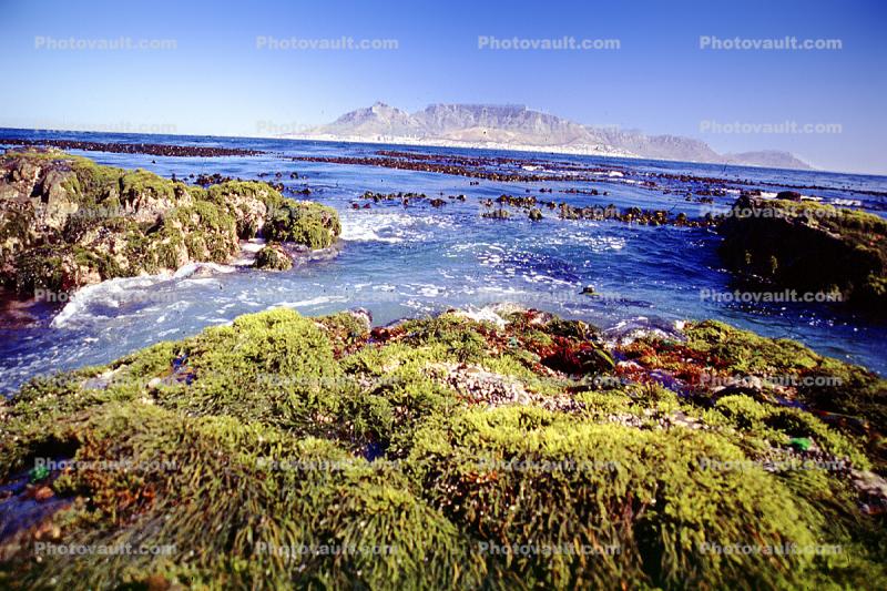 Rocks, Ocean, Shoreline, Seaweed, Mountains, Table Mountain National Park, Cape Town