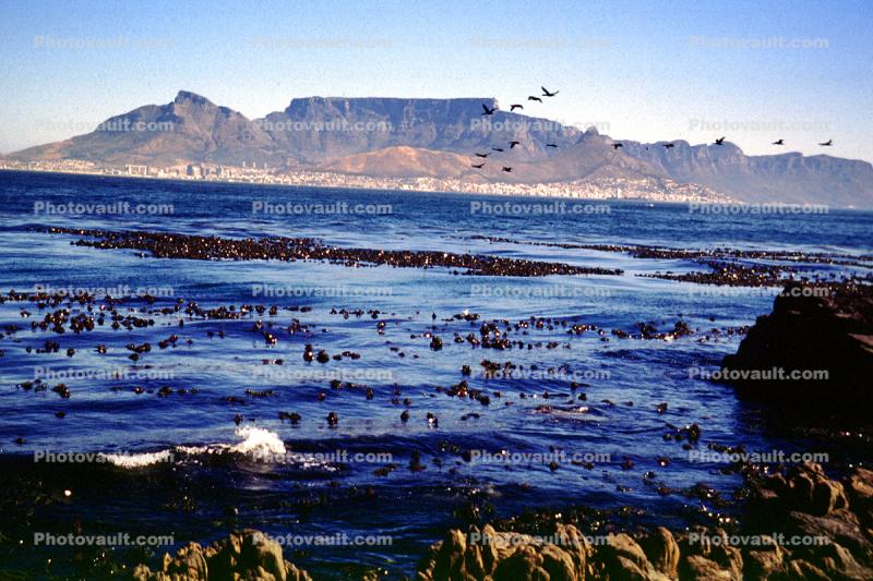 Ocean, Shoreline, Seaweed, Mountains, Table Mountain National Park, Cape Town
