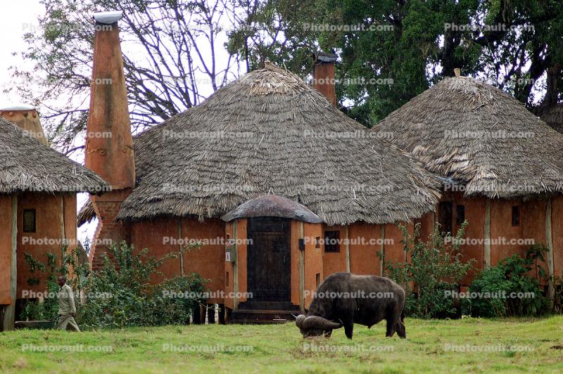 Water Buffalo, Huts, Tree, Hills, Cottages, Buildings, Hotel, Thatched Roof, roundhouse, Sod