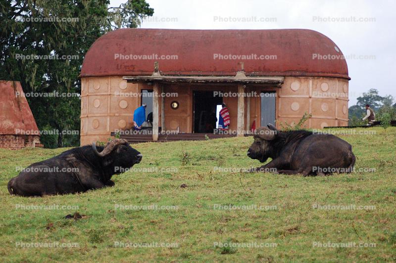 Water Buffalo, Huts, Tree, Hills, Cottages, Buildings, Glamping