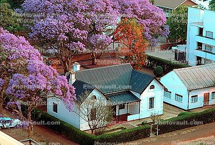 cityscape, buildings, homes, trees, Harare