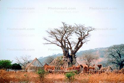 Baobab tree, Thatched Roof Houses, Homes, Grass Roof, roundhouse, desert, buildings, hill, mountain, building, curly, twisted, Adansonia, Sod