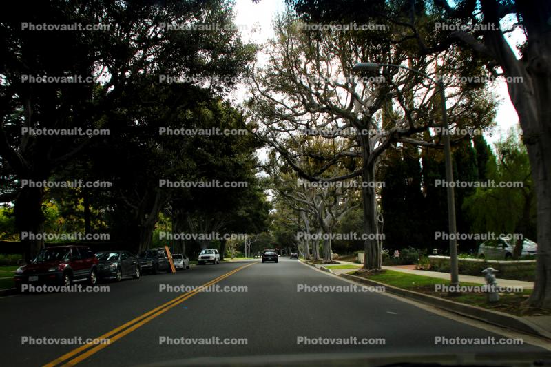 Street, trees