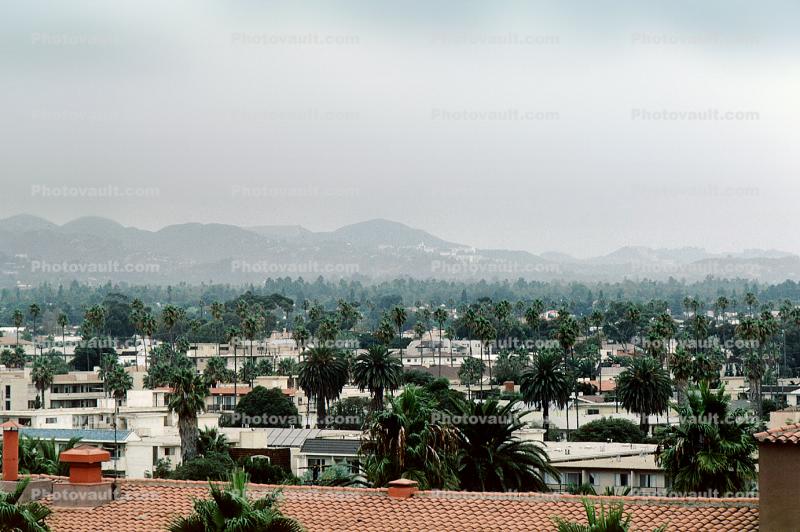 looking east, Skyline Buildings, Palm Trees