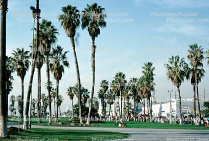 Palm Trees, buildings, Venice