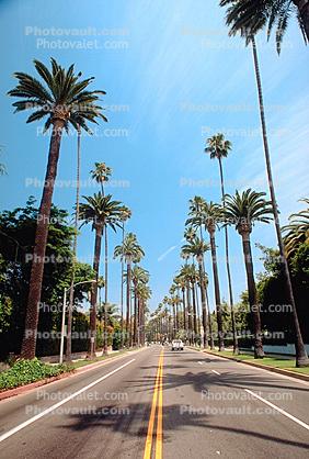 Palm Trees, Tree Lined Road