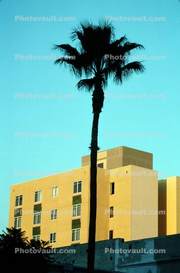Palm Tree in Hollywood