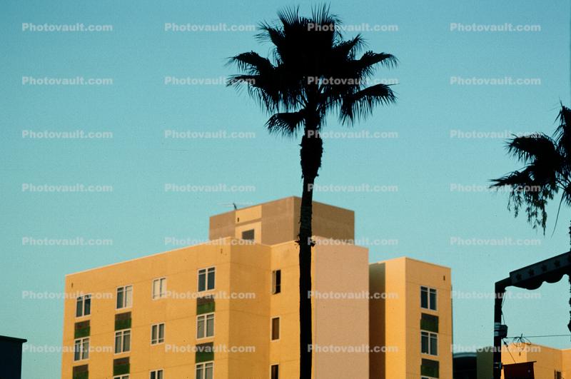 Palm Tree and Building in Hollywood