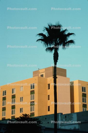 Palm Tree and Building in the City of Hollywood