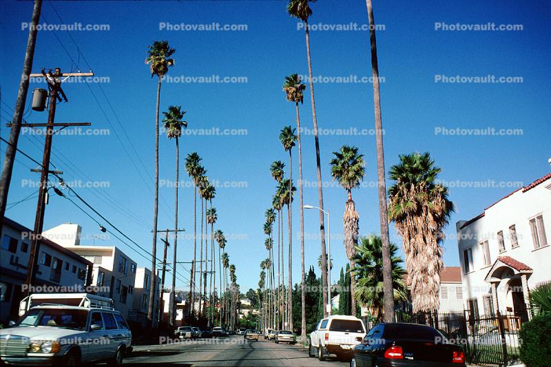 Beverly Hills, Palm Tree landmark, Cars, Street, Tall