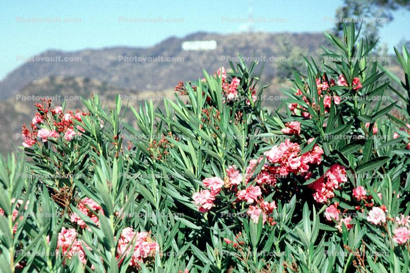 Oleander, (Nerium Oleander), apocynaceae, sinflower, poisonous flower