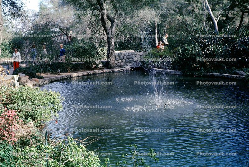 Water Fountain, aquatics, pond, April 1962, 1960s