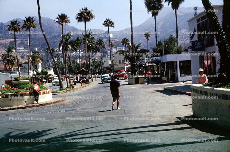Avalon, Street, Palm Trees, August 1962, 1960s