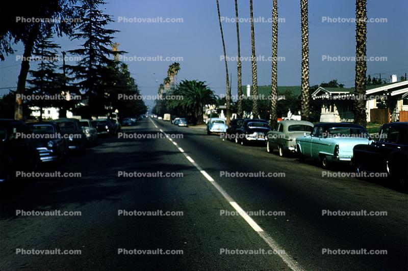 Cars, Palm Trees, Road, automobile, vehicles, Street, November 1955, 1950s