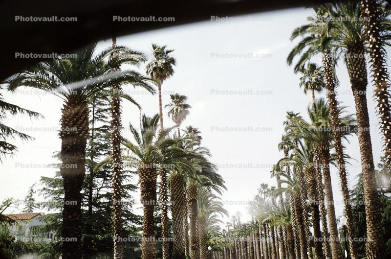 Beverly Hill Row of Palm Trees, 1950s