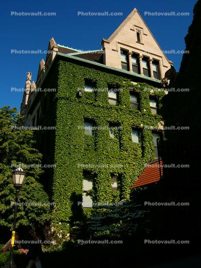 Ivy, building, University of Chicago