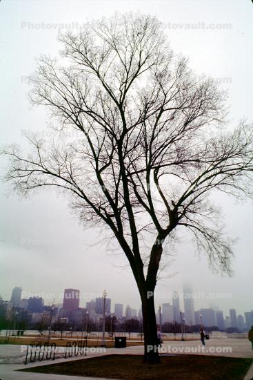 Bare Trees, Winter